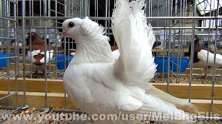 Сибирский белый статный турман - Pigeon Culbutant de Posture de Sibérie - Évreux 2020
