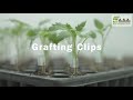 GRAFTING CLIP (EP.2) "How to attach "  I Agri Solutions Asia