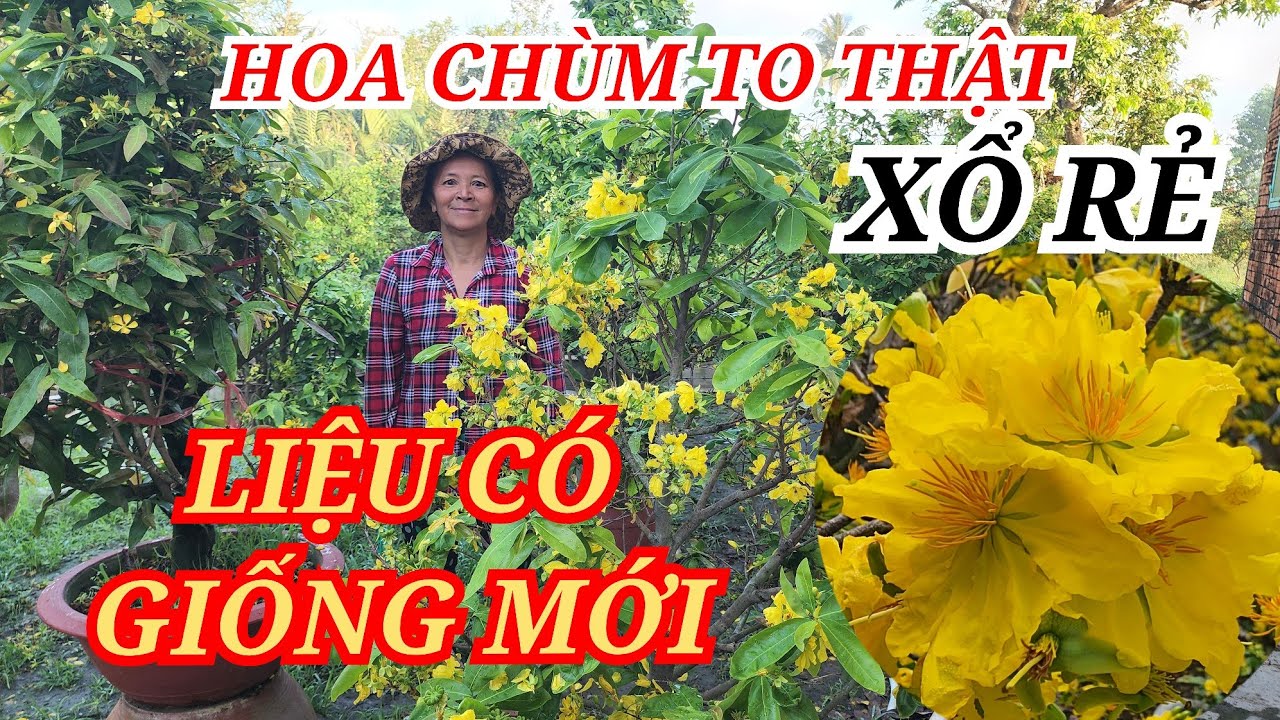 📞 HẰNG 0382804806 MAI TÀNG HOA TO ĐẸP LIỆU CÓ GIỐNG MỚI XỔ RẺ BAO SHIP 29/02/2026 | Bến Tre Ơi