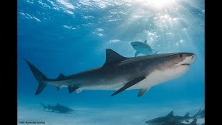 Tiger Shark Migrations Altered by Climate Change, New Study Finds.