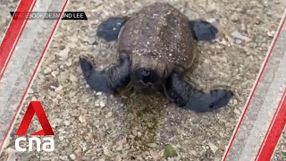 Hawksbill turtle eggs relocated from East Coast Park to hatchery at Sisters' Islands Marine Park