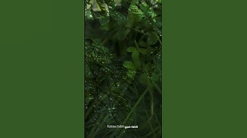 سورة غافر - المنشاوي