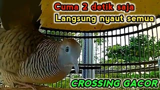 Perkutut crossing gacor suara besar paling ampuh untuk pancingan dan masteran Langsung nyaut.