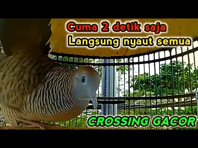 Perkutut crossing gacor suara besar paling ampuh untuk pancingan dan masteran Langsung nyaut. class=