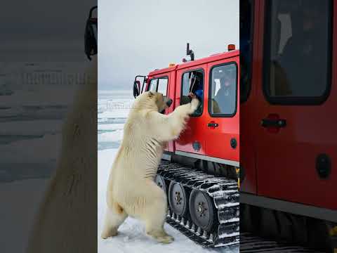 Biologist saves Polar Bear Cub covered in deadly parasites! #shorts