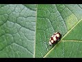 Besouro-pulga Omophoita sp. (Chrysomelidae: Galerucinae: Alticini)