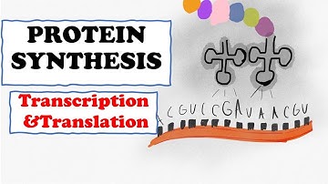 Proteinsyntese (del 2): Oversættelse i eukaryoter og prokaryoter