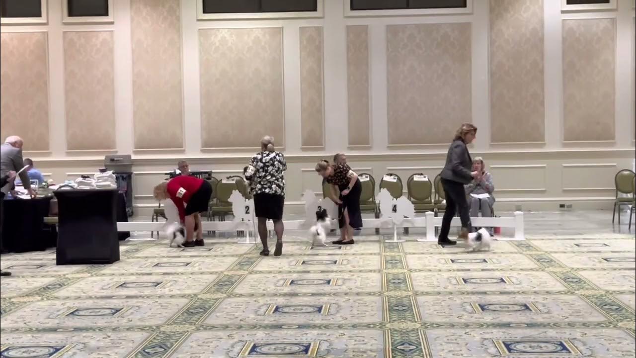 2023 Papillon National Specialty Loteki YouTube