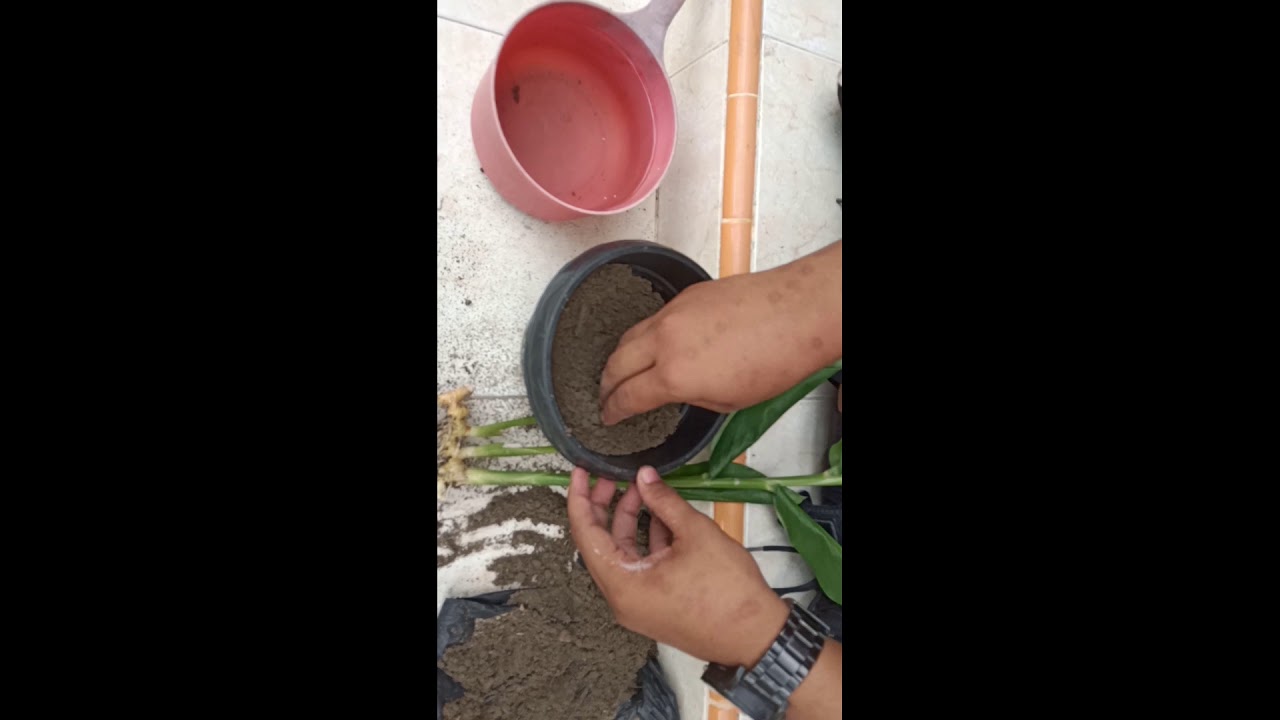 How to plants galangal - YouTube
