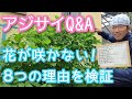 【アジサイQ&A】花が咲かない8つの理由をモデルで検証(2026年6月)🔎🌱