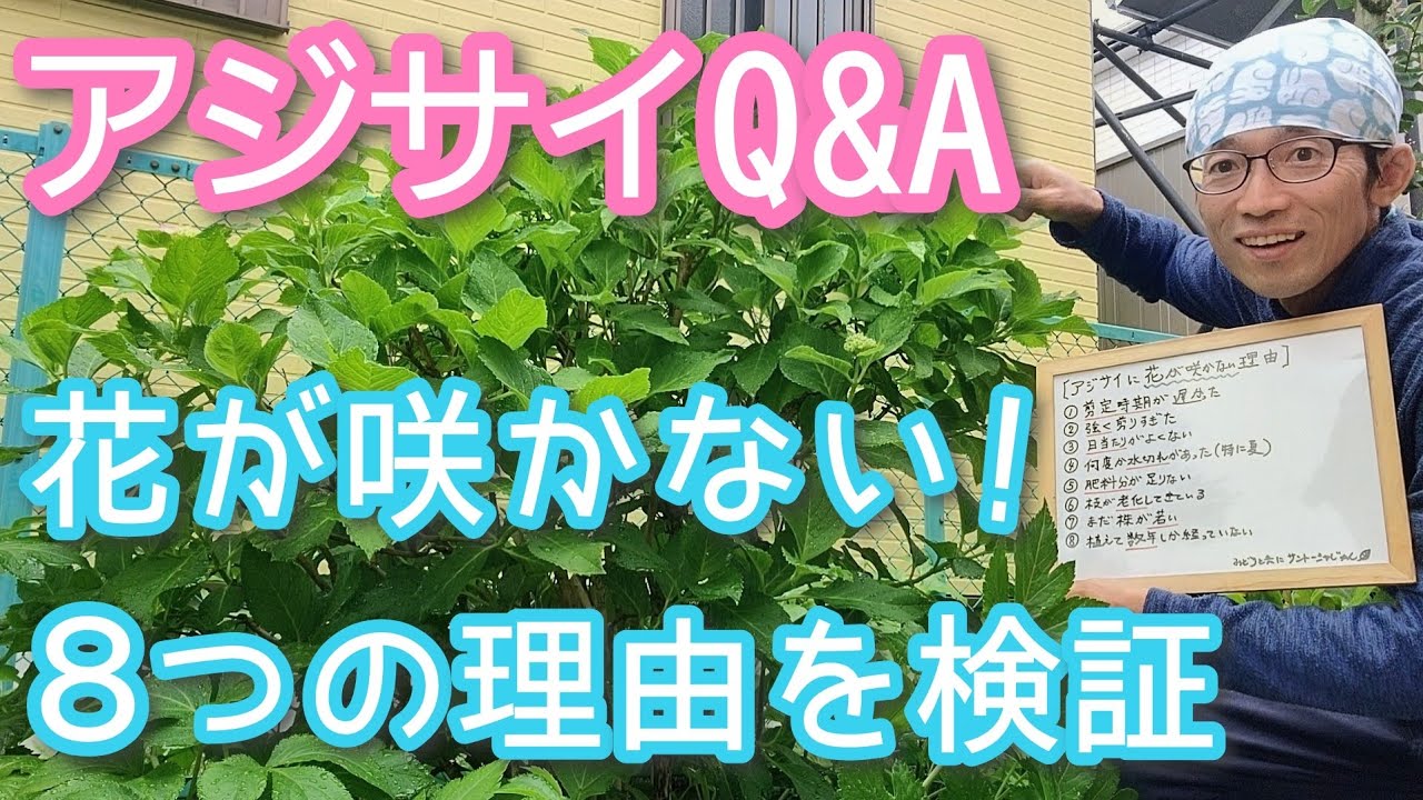 【アジサイQ&A】花が咲かない8つの理由をモデルで検証(2026年6月)🔎🌱