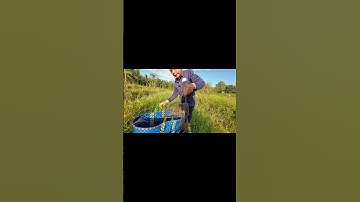 Bí quyết bắt được chuột cống nhum siêu dễ -  thành công 100% #shorts