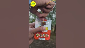 How To Use Fruit Fly Trap | Fruit Fly |Pheromone trap | Green Revolution Pheromone trap |Insect Trap