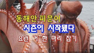 2404 2  동해안 피문어 낚시 시작되는 날  - 김태풍낚시,공현진항,안슨장호,대물문어