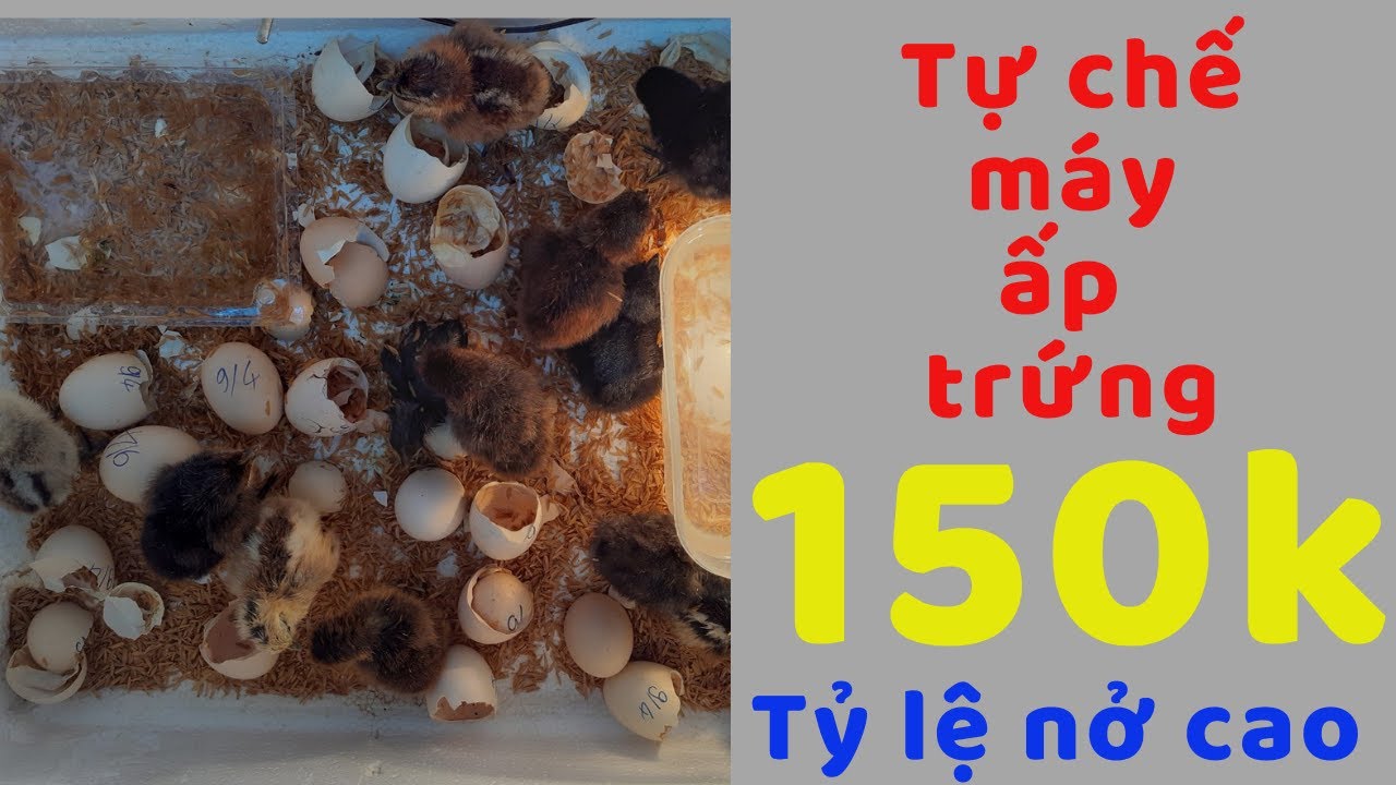 Tự chế máy ấp trứng gà chỉ với 150k tỷ lệ nở cao