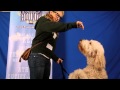 Lovely big doodle dog cooper shows how talented he is  talent hounds