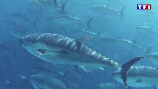 20H Tf1 Delta Fishing