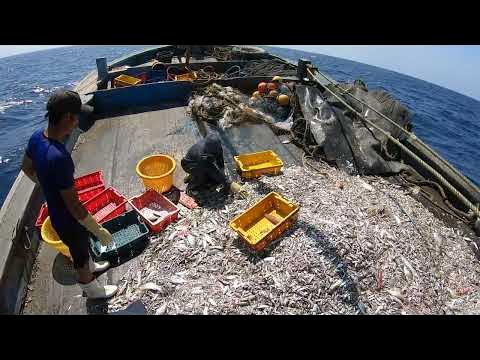fish harvest 