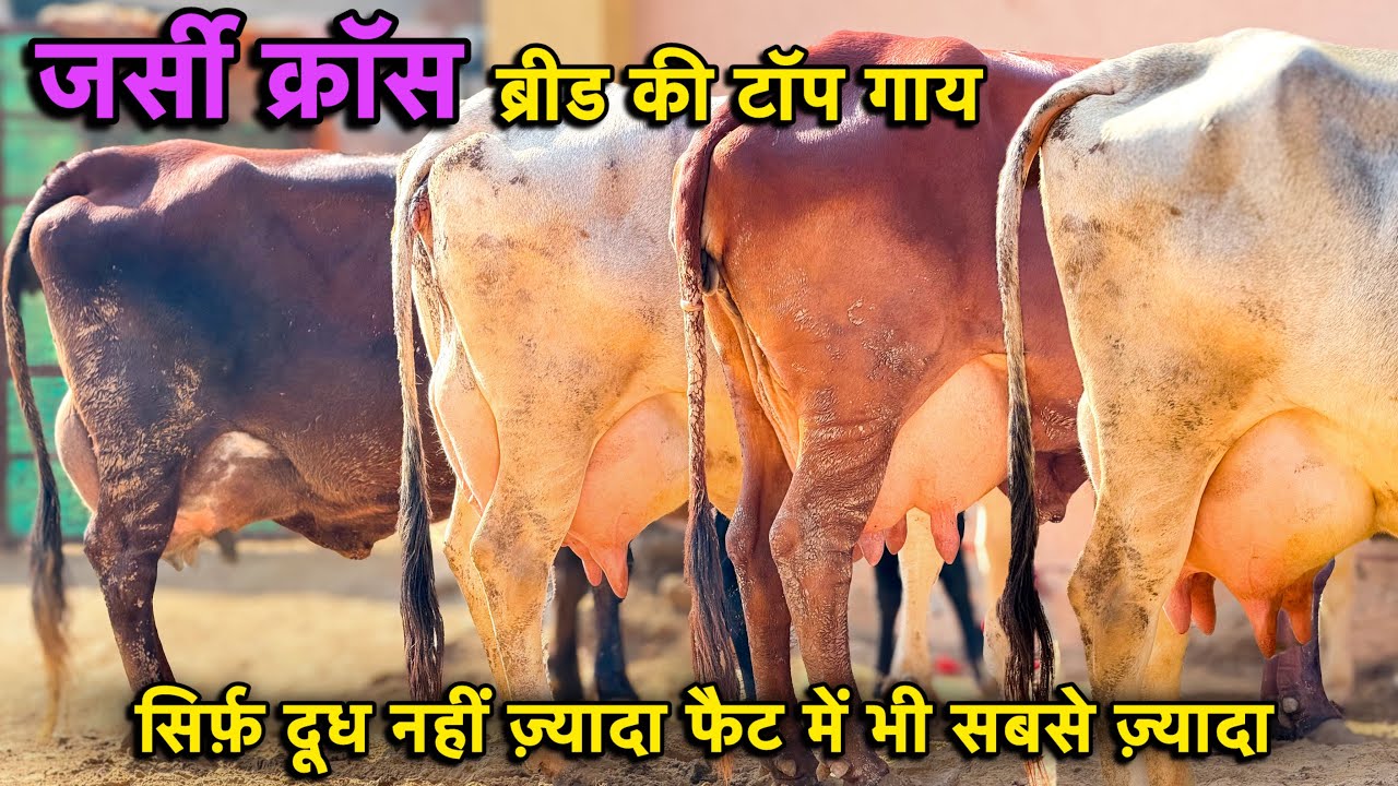 24 लीटर दूध,65000 से दाम👍क्रॉस ब्रीड की सबसे ज़्यादा दूध और फैट वाली गाय👍Jersey Cross Breed Cows 
