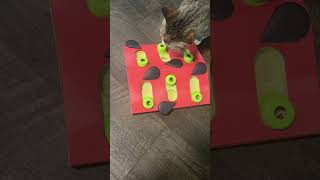 Cat Puzzle solved in 1min #cat #adventurecat #catpuzzle