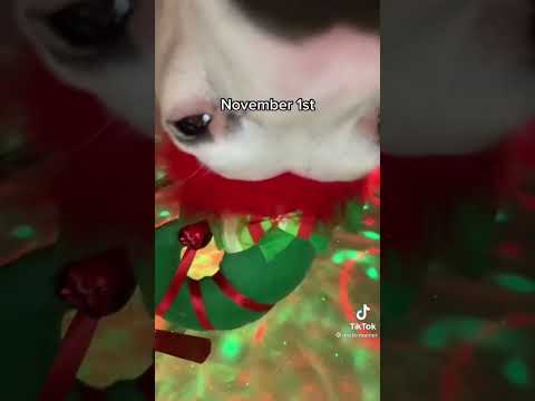 Twerking Dog Twerks And Dances For Christmas Tiktok Tiktok Funny Twerk Dog