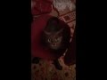 Кошка любит стульчик (Funny Cat)