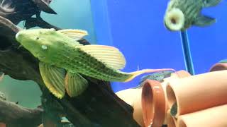 琵琶行 異形魚 Pleco L024 綠賞紅劍尾史泰龍 Pseudacanthicus pitanga L027d 黃金雷神 Panaque cf. armbrusteri 'teles pires'