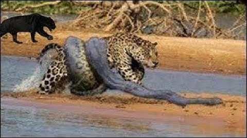 Wild Discovery Animals 2018   Black Jaguar vs Python vs Leopard, Lion, Crocodile Hunting