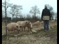 Film LVE - présentation GAEC La Ferme du pressoir 1ere partie.mp4