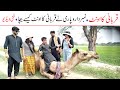Number Daar Qurbani Ka Ownt Camel Eid  Funny | New Top Funny | Must Watch Comedy Video 2021|You Tv