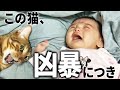 赤ちゃんを触りたい猫。一体どうなってしまうのか！？