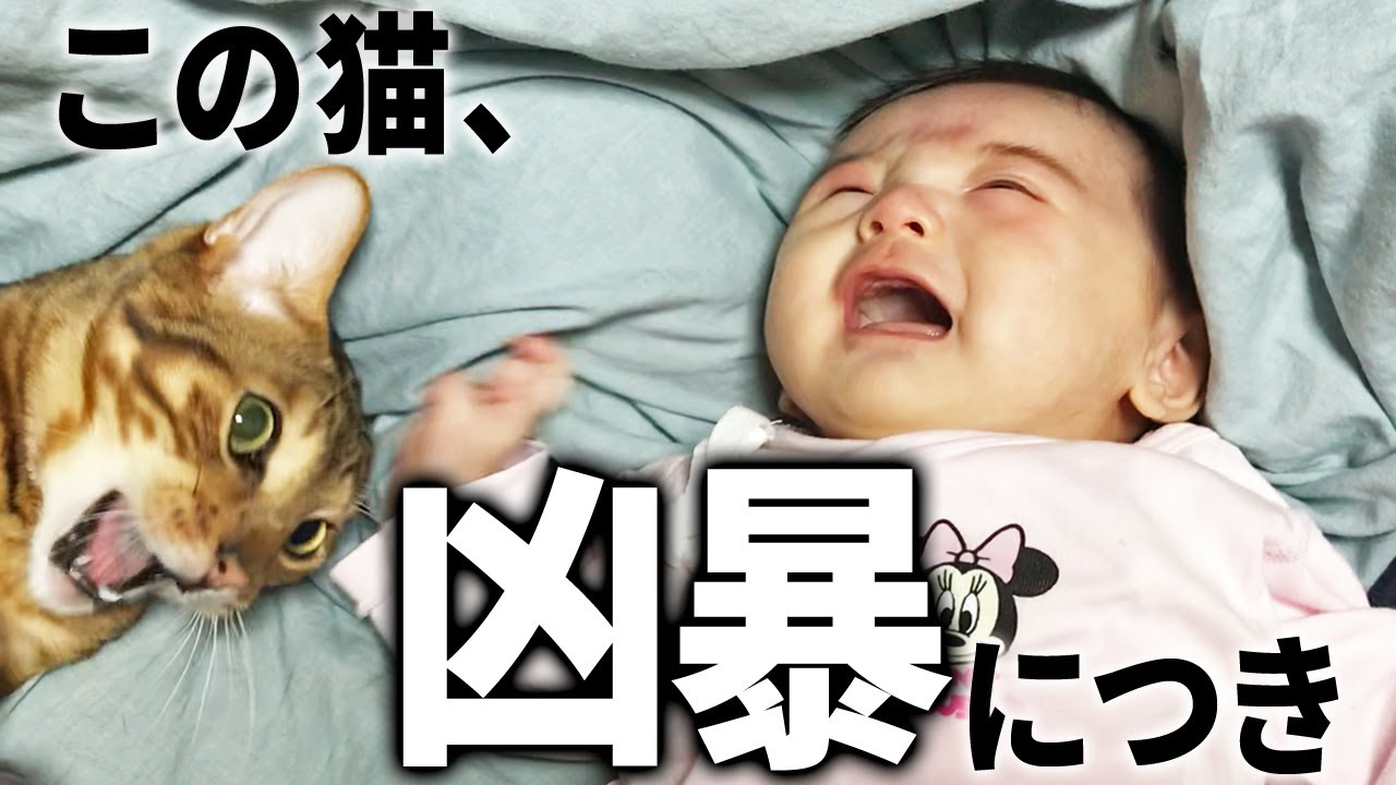 赤ちゃんを触りたい猫 一体どうなってしまうのか Youtube