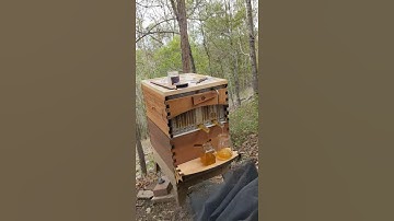 First flow hive extraction part 3- second frame