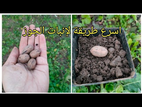 فيديو: زراعة البقان من البذور - هل يمكنك زراعة جوز البقان؟