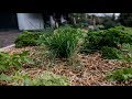 How to grow herbs  mitre 10 easy as garden