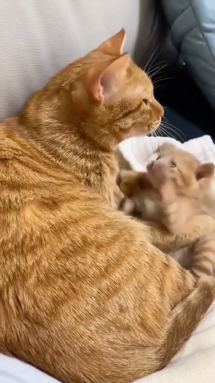 Belle maman avec petite chaton waw