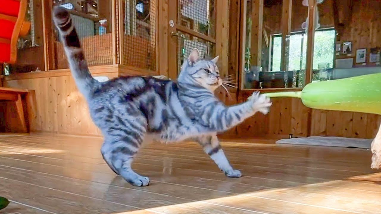検証】猫ときゅうりは、水と油らしい。 - YouTube