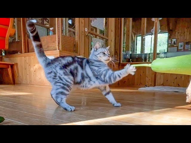 検証】猫ときゅうりは、水と油らしい。 - YouTube