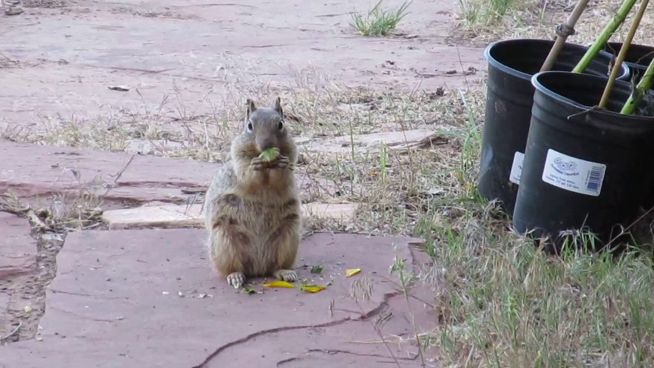 Scourge of the squirrel