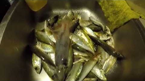 Fishing for yellowtails and pilchards using sabiki rig (Ammo Jetty, Perth)