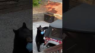 Bear Snatches a Laundry Pod Then Leaves the Area Disappointed