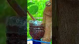 Air Layering Tree Hack 🌱 #PlantPropagation #Gardening #TreeGrowing #PlantHack