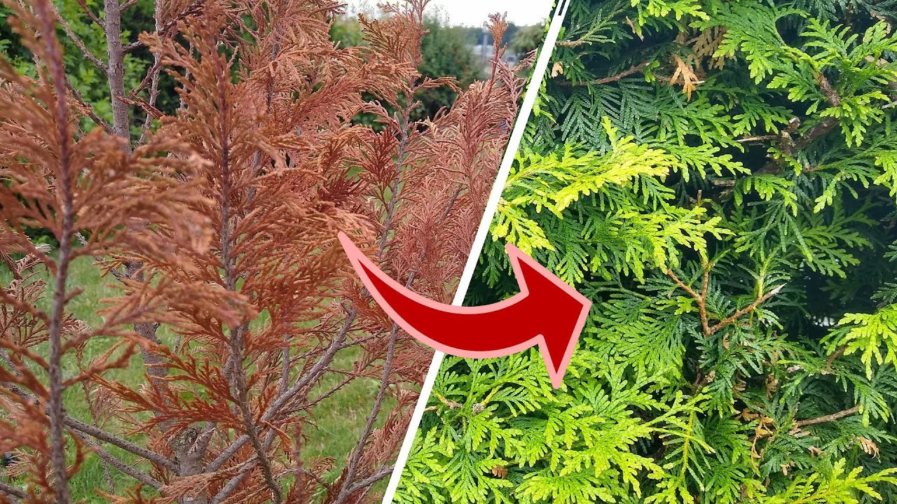 Braune Thuja Wieder Grun