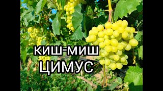 Киш-миш Цимус, автор Писанка О.М.