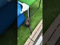 Otter Runs Away with His Girlfriend's Fish #Shorts