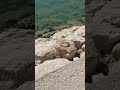 مجموعة من سمك السبيطي يتجول على شاطئ الخبر مجموعة من سمك السبيطي يتجول على شاطئ الخبر