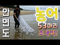 [무쇠투망41]안면도 태안에서 투망을 던졌더니 농어53마리 컼~태안가볼만한곳,바다투망,그물망,투망,캠핑,차박,cast a net