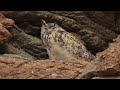 Birding Ladakh