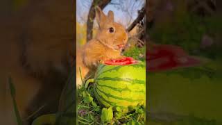 Cute Rabbit Eating Multiple Fruits