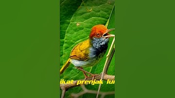 prenjak lumut gacor
